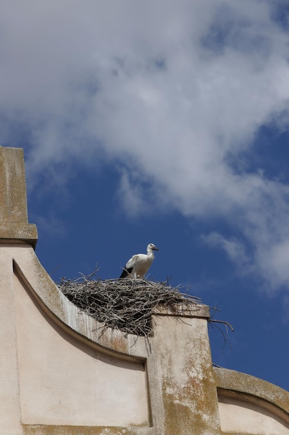 Nest with white stork perched on top of the