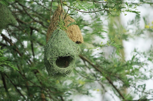 Nest