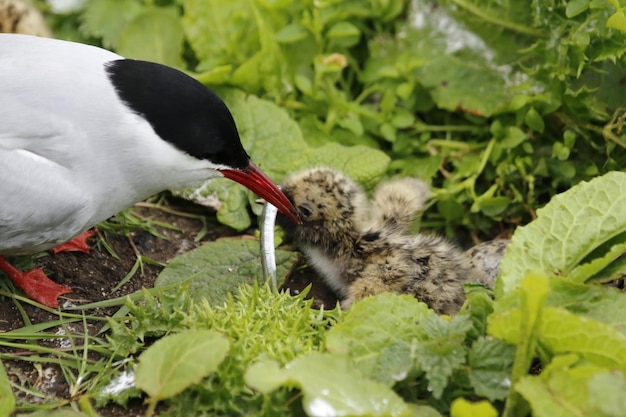 Nesting arctic terns feeding their chicks