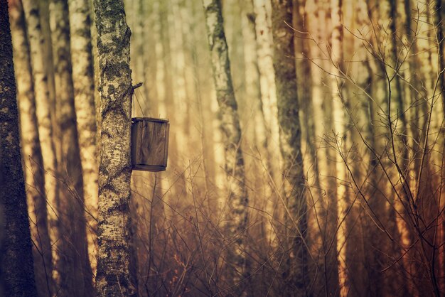 Nesting box in the forest