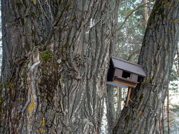 Photo nesting box on an oak tree oak grove huge tree trunk