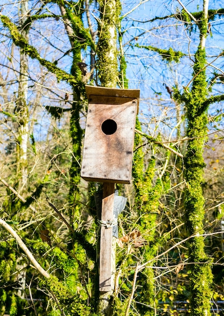 Nesting box on a tree in a bautiful day