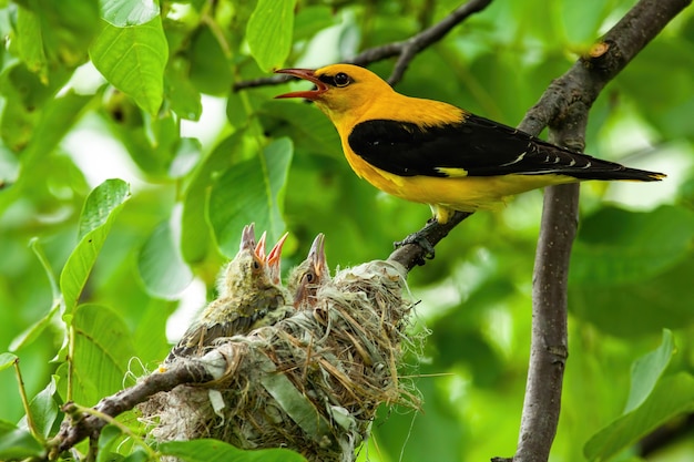 Nesting golden oriole, oriolus oriolus, in summer nature