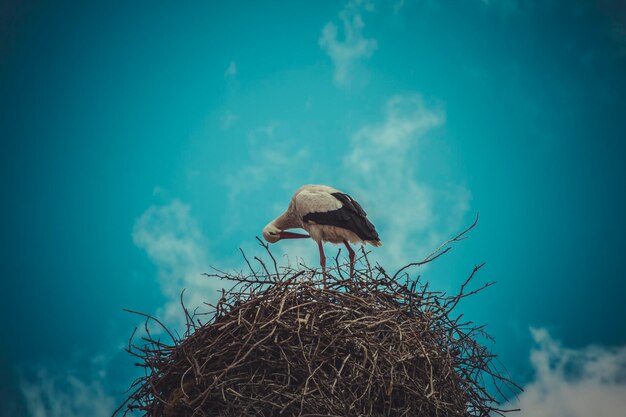 Nesting, Stork nest made ​​of tree branches over blue sky in dramatic