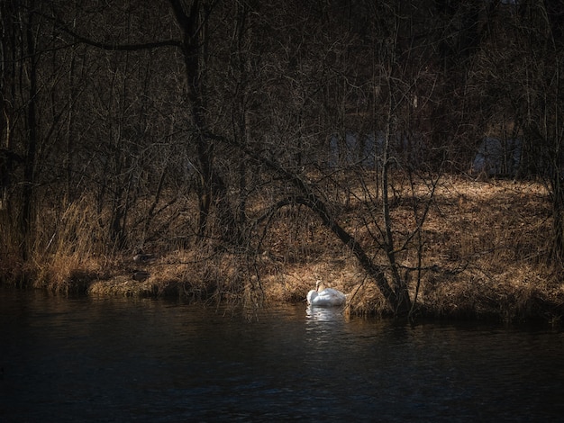 nesting of swans on the lake