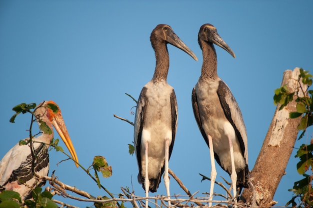 Nesting van Painted Storks in Thailand.