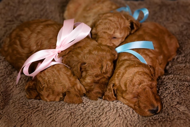 Nestje poedelpuppy's die in een hondenmand liggen tegen een donkere achtergrond Tiny dogs Kopieer de ruimte