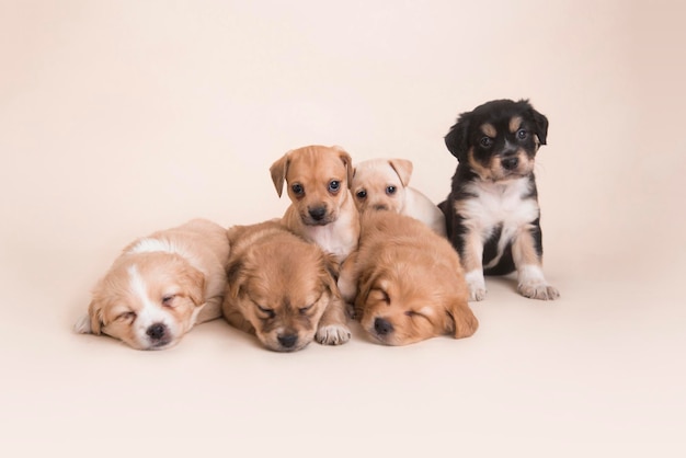 Nestje van gemengd ras Pasgeboren super lieve puppy's slapen studio foto huisdier fotografie