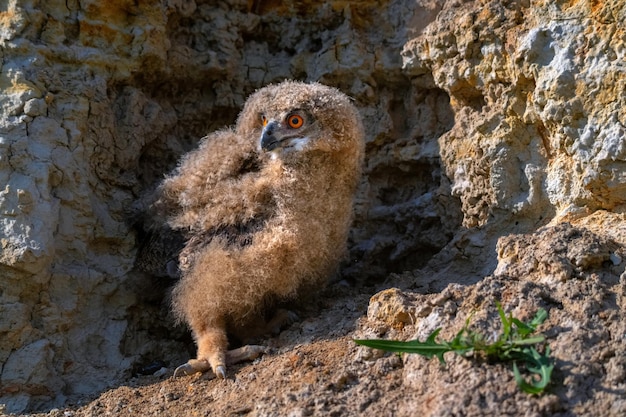 Nestling of eurasian eagleowl or bubo in steppe