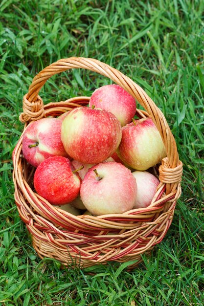 Net appels geplukt in een rieten mand en op groen gras in de tuin.