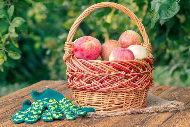 Net appels geplukt in een rieten mand en tuinhandschoenen op houten planken met bladeren van appelboom op de achtergrond. Net fruit geoogst.