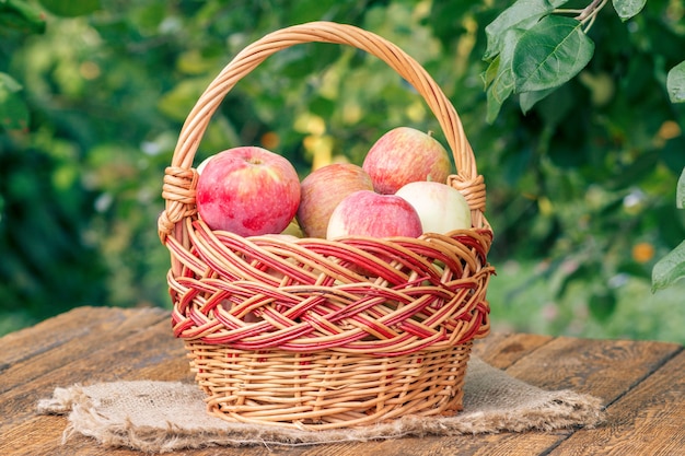 Net appels geplukt in een rieten mand op houten planken met bladeren van appelboom op de achtergrond. Net fruit geoogst.