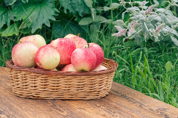 Net appels geplukt in een rieten mand op houten planken met groene planten op de achtergrond.