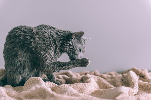 Net gewassen grappige natte harige schattige kitten na bad likken zich op grijze muur