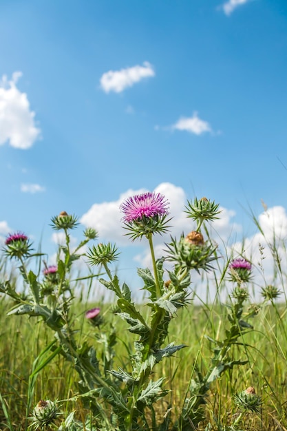 Netelige bloeiende plant mariadistel in de natuur tegen de hemel