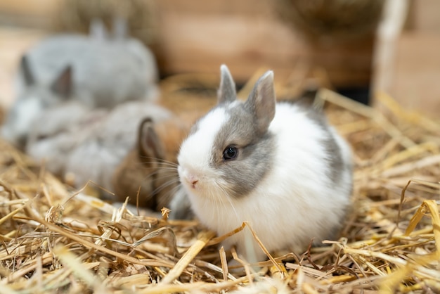 Photo netherland dwarf rabbit is one of the smallest rabbit breeds.