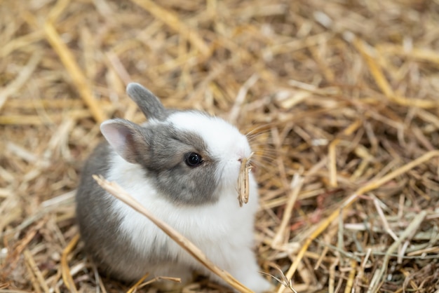 Netherland Dwergkonijn is een van de kleinste konijnenrassen.