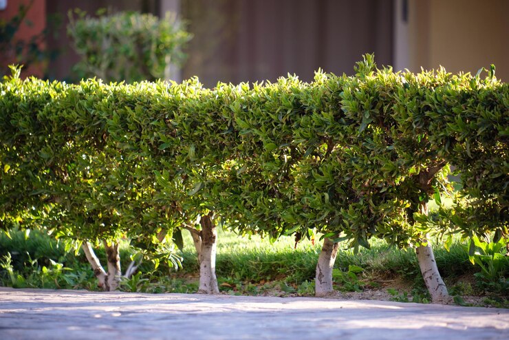 Foto netjes geknipte lage bomen die in de zomer langs het pad in het park groeien tuinieren en landschapsarchitectuur