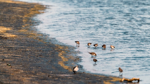 Photo netta birds on the lake