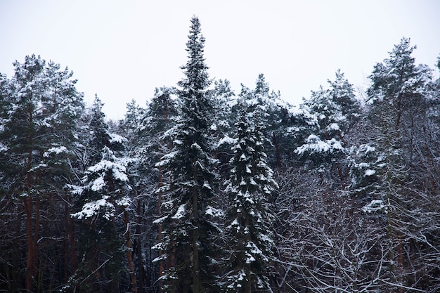 Nette boom met sneeuw in de winterbos, landschap.