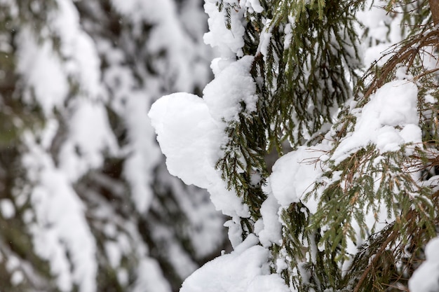 Nette takken met groene naalden die met diepe verse schone sneeuw op vage in openlucht achtergrond worden behandeld.