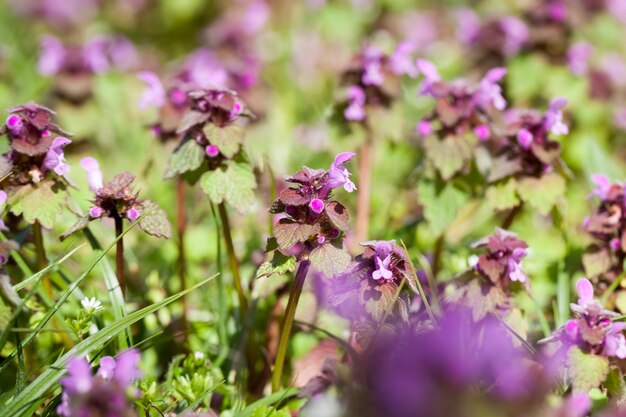 Ortica in fiore nella stagione primaverile