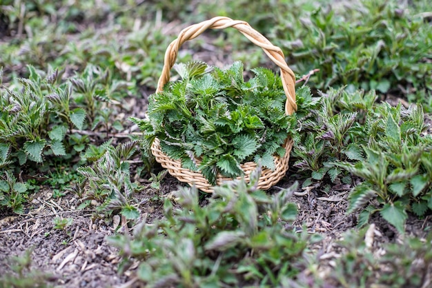 Nettle bush among growing young spring Collection spring nettles for vitamin salad