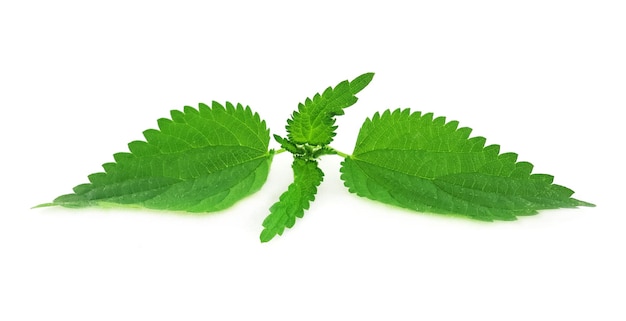 Nettle Bush with leaves on a white isolated background