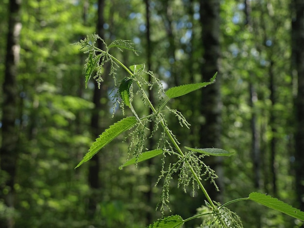 Nettle dioecious blooms in the forest