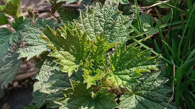 Nettle dioecious or stinging nettle in the garden fresh leaves