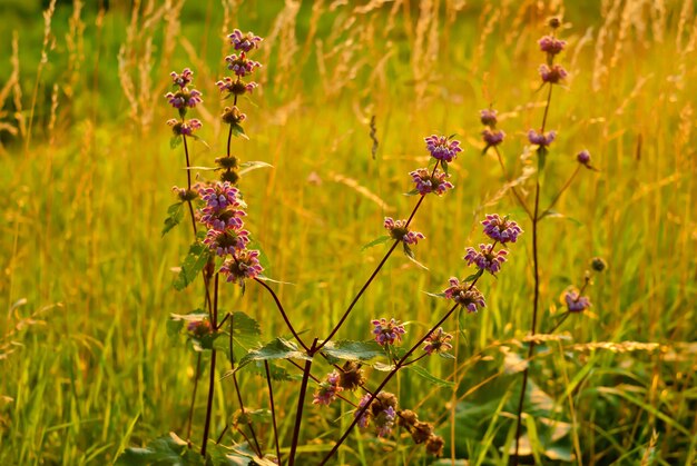 Nettle flowers in green grass