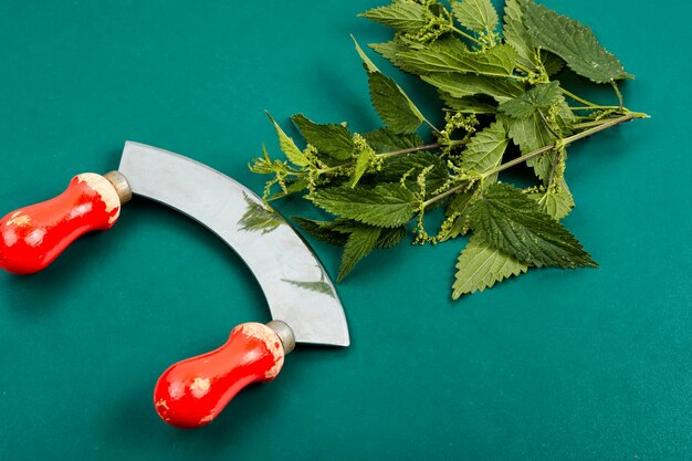 Nettle fresh green leaves and knife