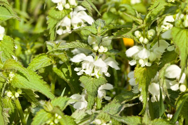 nettle growing in the field in the spring season