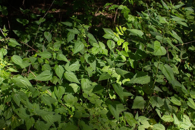 Nettle grows in forest in summer