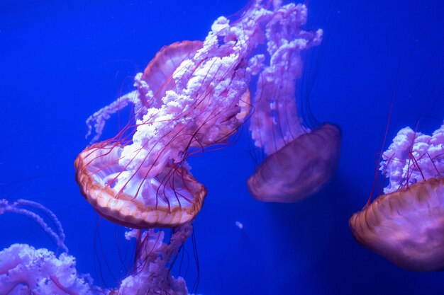 Nettle jellyfish swimming in a water tank