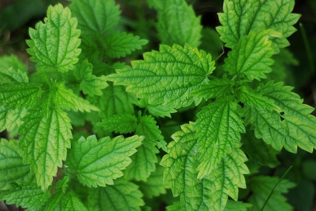 Photo nettle leaves background for projects plant texture