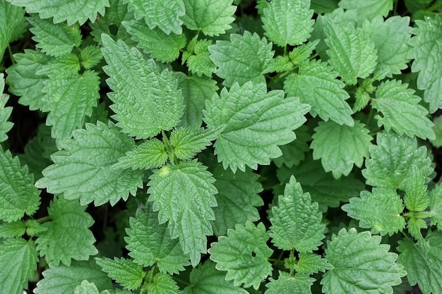 nettle leaves