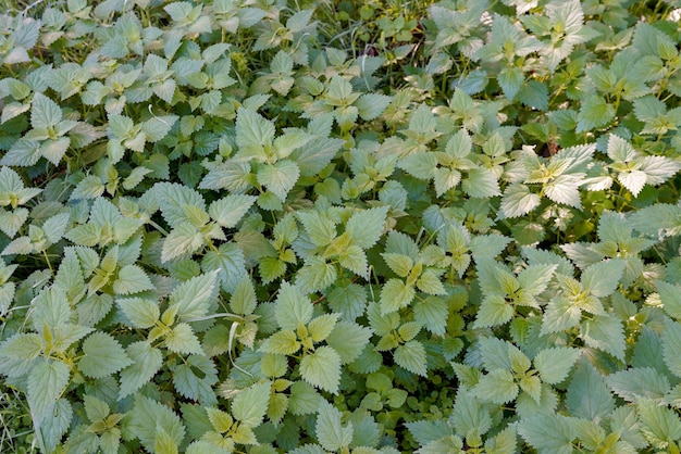 Nettle in nature background of Urtica dioica green group of nettles