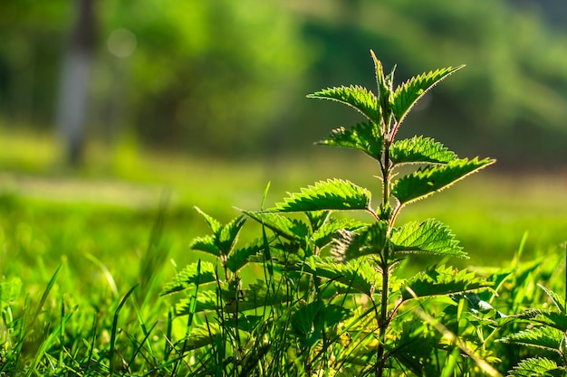 Nettle plant in the field Selected focus Warm daylight in the background Natural green background with soft bokeh