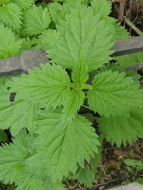 Nettle thickets on top natural green background