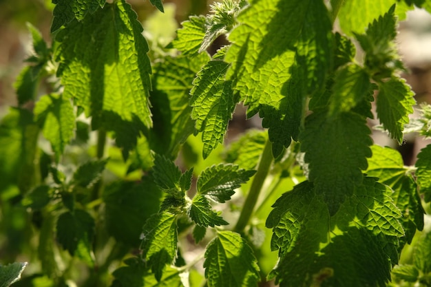 Photo nettle with fluffy green leaves medicinal plant nettle in sunlight