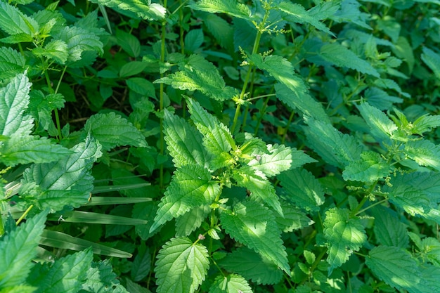 Ortica con soffici foglie verdi