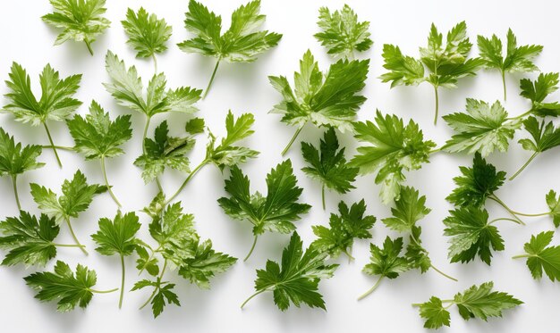 Nettles on a white background Generative AI