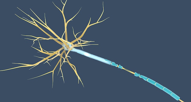 The Neuron Damage in Concussion