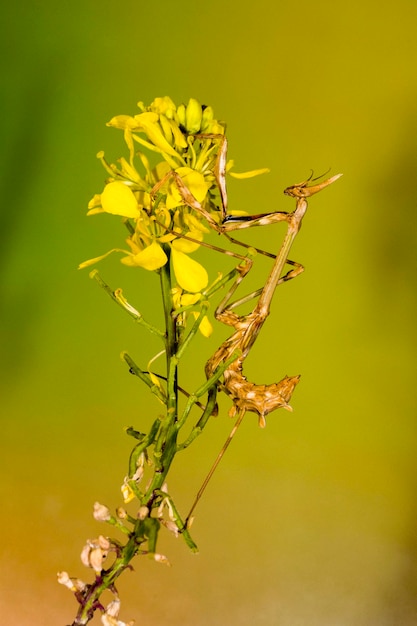 Neuroptera are an order of endopterygotic insects