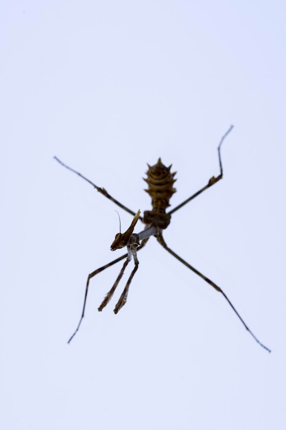 Neuroptera) — отряд внутрикрылых насекомых.
