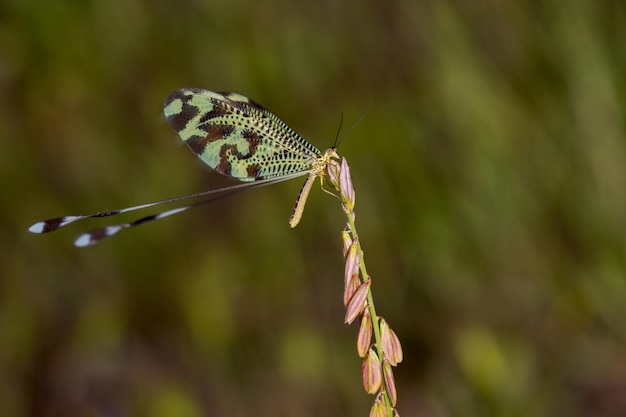 Foto neuroptera zijn een orde van endopterygotische insecten