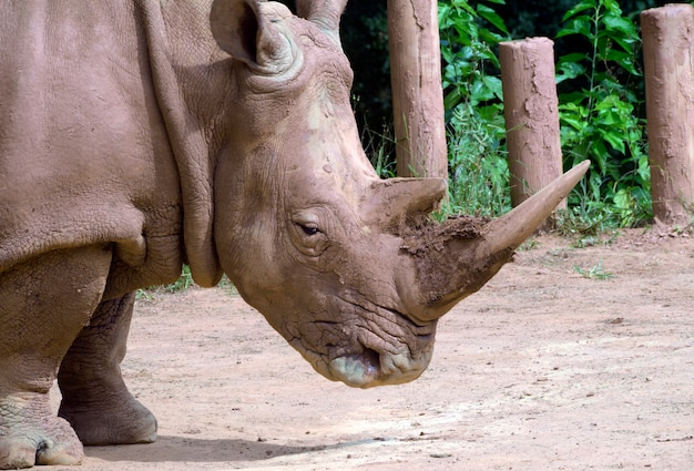 Neushoorn hoofd close-up