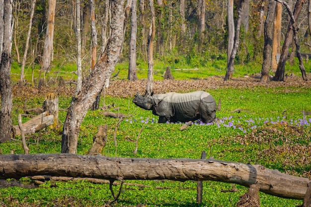 Neushoorn in Chitwan Nationaal Park Nepal