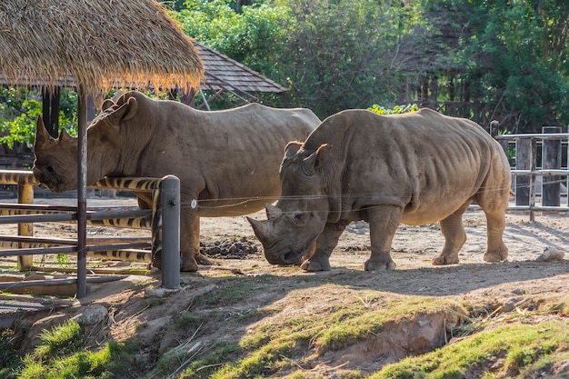 Neushoorn in de dierentuin